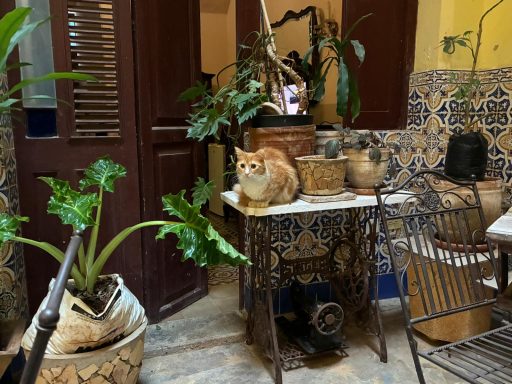 Sunny - Patio Hostal Casa Havana